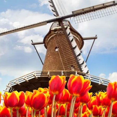 Viking Tulips & Windmills